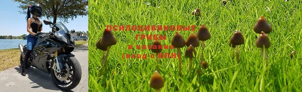 гашик Аркадак
